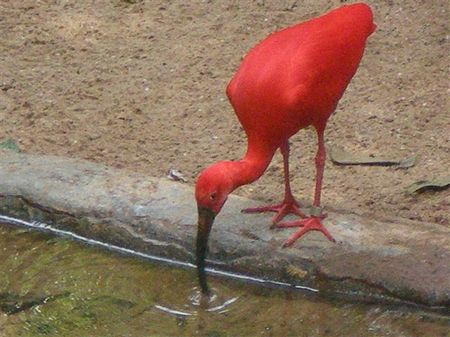 <p>Ibis rouge</p>